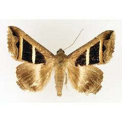 /filer/webapps/moths/media/images/B/bifasciata_Grammodes_AM_TMSA_02.jpg