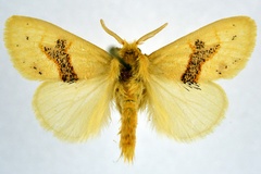 Euproctis stellata