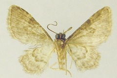 Chloroclystis latifasciata