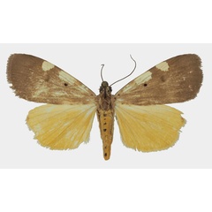 /filer/webapps/moths/media/images/A/aganais_Digama_AM_Basquina.jpg