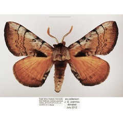 /filer/webapps/moths/media/images/C/castanea_Poloma_AM_TMSA_02.jpg