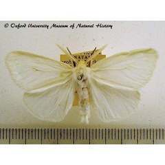 /filer/webapps/moths/media/images/L/litura_Craegra_A_OUMNH.jpg