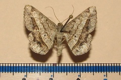 Chiasmia rectistriaria