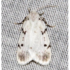 /filer/webapps/moths/media/images/M/marshalli_Cyana_A_Braun_05.jpg