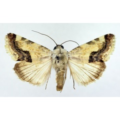 /filer/webapps/moths/media/images/Y/yemenensis_Acontia_AM_Aulombard_02.jpg