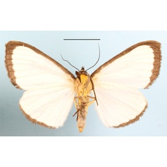 /filer/webapps/moths/media/images/A/alba_Leucovis_A_MGCLb_01.JPG
