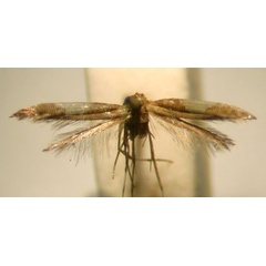 /filer/webapps/moths/media/images/T/tirantella_Caloptilia_PT_MNHN.jpg