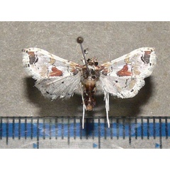 /filer/webapps/moths/media/images/O/orbonalis_Leucinodes_A_Goff.jpg