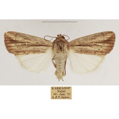 /filer/webapps/moths/media/images/M/melanostrota_Leucania_AF_TMSA_01.jpg