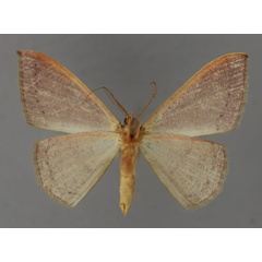 /filer/webapps/moths/media/images/O/obversata_Traminda_A_ZSM_02.jpg