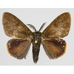 /filer/webapps/moths/media/images/S/suarezia_Lymantica_AM_Golovizina.jpg