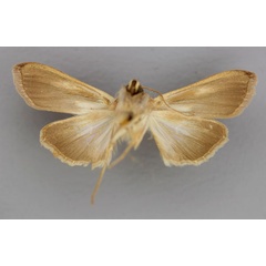 /filer/webapps/moths/media/images/C/chrysota_Cucullia_A_RMCA_02.jpg