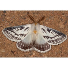 /filer/webapps/moths/media/images/P/patagiata_Rhabdosia_A_Heyns_01.jpg