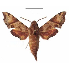 /filer/webapps/moths/media/images/E/eranga_Temnora_AM_EMEM.jpg