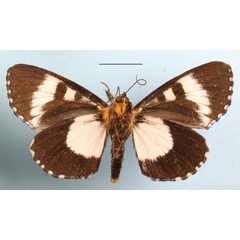 /filer/webapps/moths/media/images/N/nocturna_Lophonotidia_A_MGCLb_01.jpg