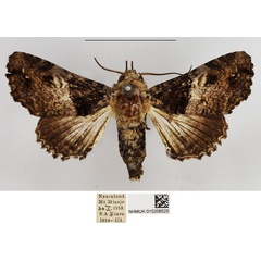 /filer/webapps/moths/media/images/V/vulgaris_Eutelia_AM_NHMUK_LwzlCzL.jpg