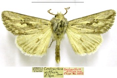 Ectochela diffusa