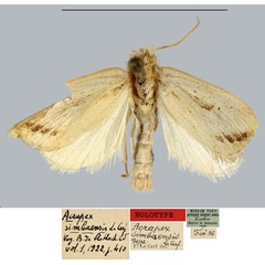 /filer/webapps/moths/media/images/S/simbaensis_Acrapex_HT_MNHN.jpg