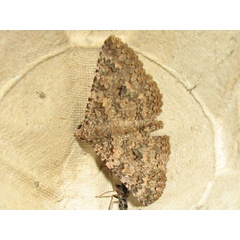 /filer/webapps/moths/media/images/E/exarata_Heteropalpia_A_Goff_01.jpg