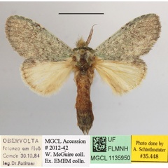 /filer/webapps/moths/media/images/V/vernalis_Desmeocraera_A_MGCLa_02.JPG