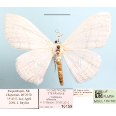 /filer/webapps/moths/media/images/L/latonaria_Problepsis_A_MGCL.JPG