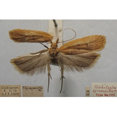 /filer/webapps/moths/media/images/B/byrsoxantha_Trichotaphe_FHT_TMSA.jpg