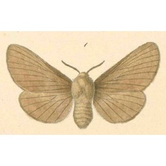 /filer/webapps/moths/media/images/D/decolorata_Lasiocampa_HT_Klug_20-1.jpg