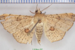 Claterna perinetensis