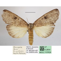 /filer/webapps/moths/media/images/D/duplex_Elaphrodes_A_MGCLa_02.JPG