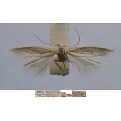 /filer/webapps/moths/media/images/B/brachypogon_Megacraspedus_MHT_TMSA.jpg