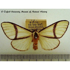 /filer/webapps/moths/media/images/C/carteri_Epanaphe_A_OUMNH.jpg