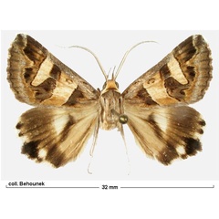 /filer/webapps/moths/media/images/S/sokotrensis_Cerocala_AM_Behounek.jpg