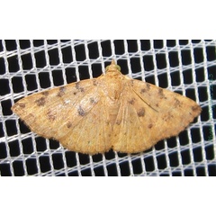 /filer/webapps/moths/media/images/T/terracotta_Corgatha_A_Bippus_01.jpg