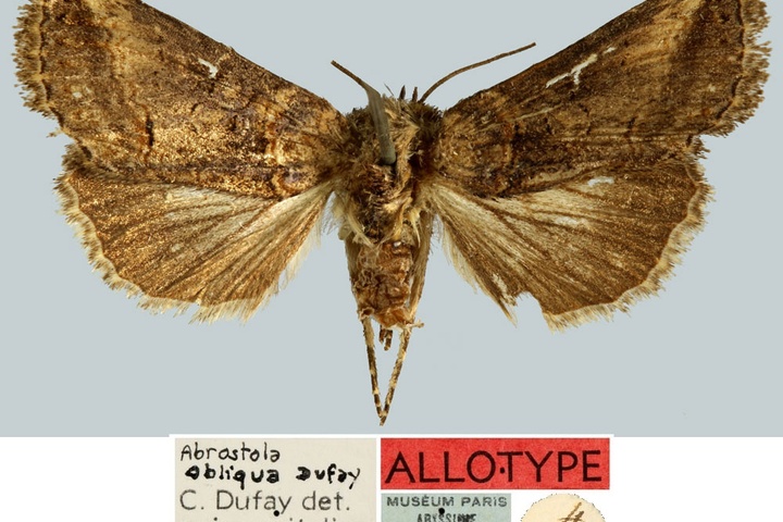 /filer/webapps/moths/media/images/O/obliqua_Abrostola_AT_MNHN.jpg