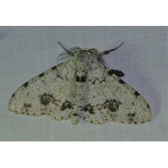 /filer/webapps/moths/media/images/A/abruptaria_Biston_AM_Jorpeland.jpg