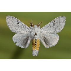 /filer/webapps/moths/media/images/G/georgiana_Eudasychira_AM_Butler.jpg