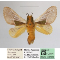 /filer/webapps/moths/media/images/C/cineracea_Latoia_A_MGCLa_02.JPG