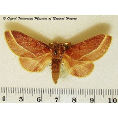 /filer/webapps/moths/media/images/B/butiti_Streblote_A_OUMNH_04.jpg