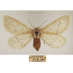 /filer/webapps/moths/media/images/P/pulverea_Phiala_AF_TMSA_01.jpg