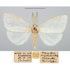 /filer/webapps/moths/media/images/C/crystalloides_Pterodoa_PTM_BMNH.jpg