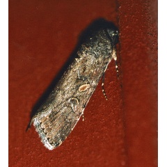 /filer/webapps/moths/media/images/E/exempta_Spodoptera_A_Roland_01.jpg