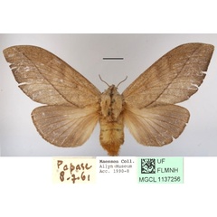 /filer/webapps/moths/media/images/S/subfascia_Pachyna_AF_MGCLa_01.jpg