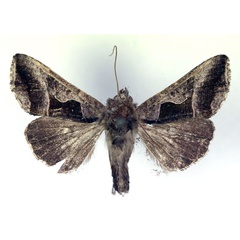 /filer/webapps/moths/media/images/E/etiennei_Agrapha_AM_RMCA.jpg