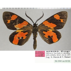 /filer/webapps/moths/media/images/L/luminosa_Pitthea_HT_ZSMa.jpg