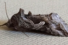 Cornutiplusia circumflexa