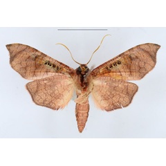 /filer/webapps/moths/media/images/G/gemmata_Kuja_AM_ANHRTb.jpg