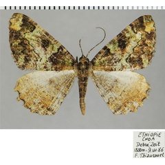 /filer/webapps/moths/media/images/E/emunctaria_Xylopteryx_AM_ZSMa.jpg