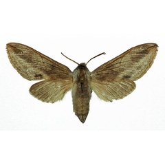 /filer/webapps/moths/media/images/M/monospila_Ellenbeckia_AF_Basquin.jpg