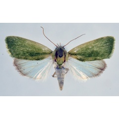 /filer/webapps/moths/media/images/I/insulana_Earias_A_NHMO.jpg