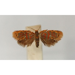 /filer/webapps/moths/media/images/P/praeconia_Plinthograptis_PLT_RMCA_01.jpg